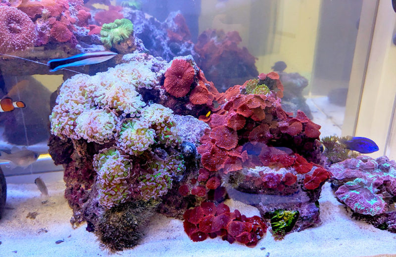 企業様の90cm海水魚水槽!サンゴも加えた13年後の様子 水槽画像4