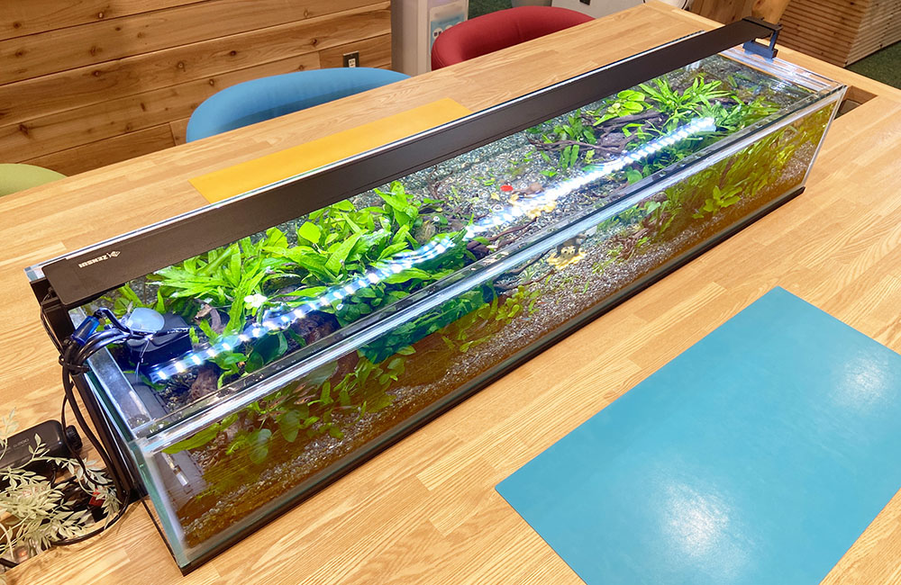 木製テーブルに設置された横長の水草水槽とLEDライト