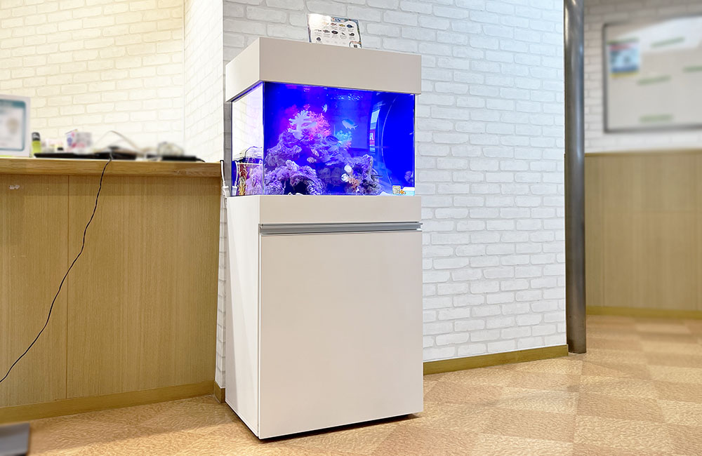水槽をサイズアップ!45cmから60cmに入れ替えたクリニックの海水魚水槽のサムネイル画像