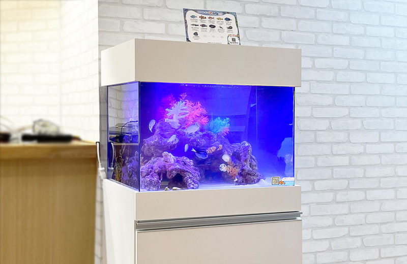 水槽をサイズアップ!45cmから60cmに入れ替えたクリニックの海水魚水槽 水槽画像2