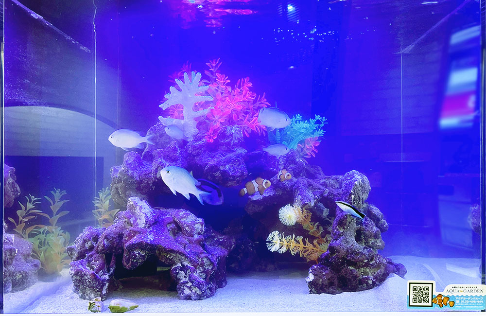 青い照明の海水魚水槽と人工サンゴや岩のレイアウト