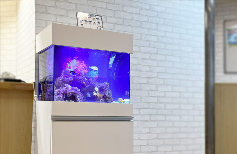 水槽をサイズアップ!45cmから60cmに入れ替えたクリニックの海水魚水槽 水槽画像5