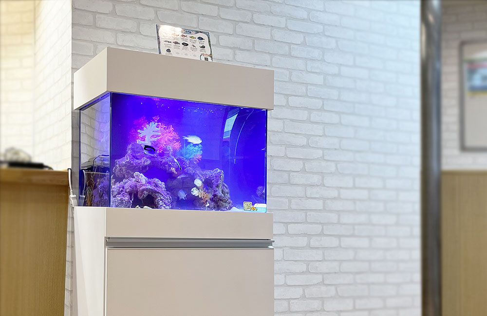 白いレンガ壁の前に設置された青い照明の海水魚水槽