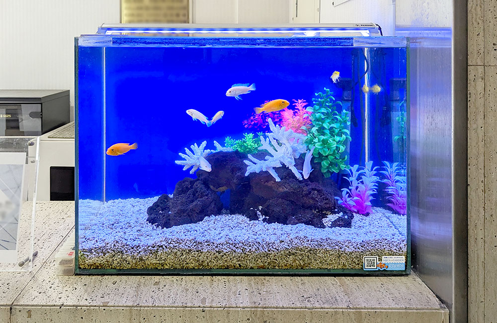 青い背景に熱帯魚と人工水草を配置した水槽の全景