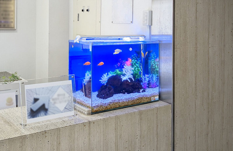 受付のシクリッド水槽!変わらない美しさを維持している10年目の水槽 水槽画像3