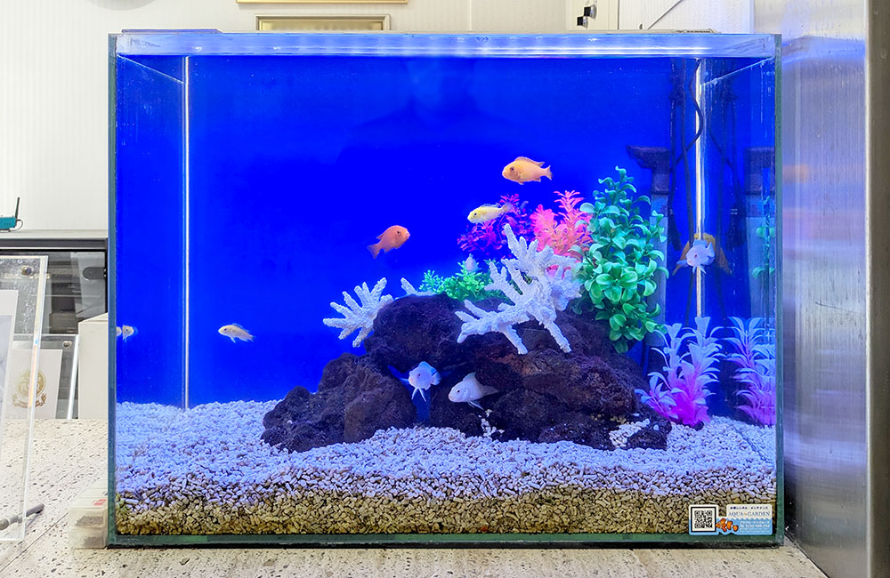 青い背景の水槽で泳ぐ熱帯魚と白いサンゴのオブジェ