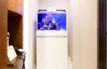 法律事務所の水槽をサイズアップ・リニューアル！60cm海水魚水槽