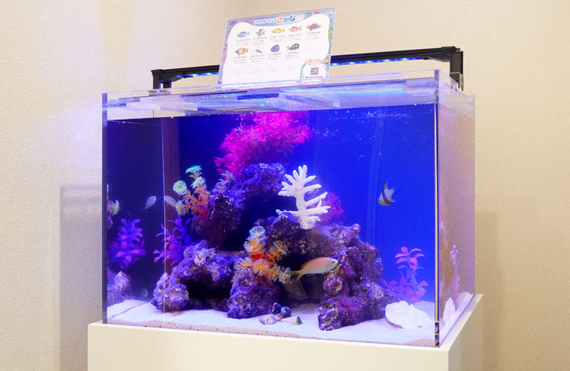 法律事務所の水槽をサイズアップ・リニューアル!60cm海水魚水槽 水槽画像3