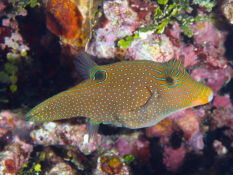 岩礁を泳ぐ斑点模様と青い線の海水魚の仲間