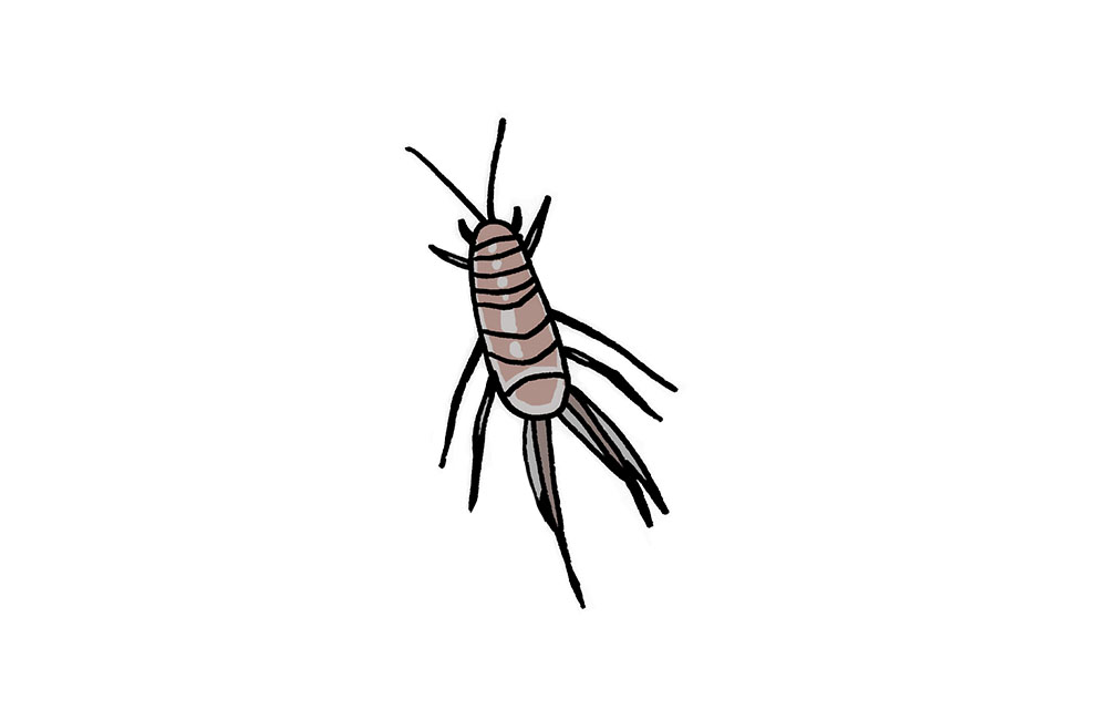 白背景に描かれた茶色いシミの仲間のイラスト
