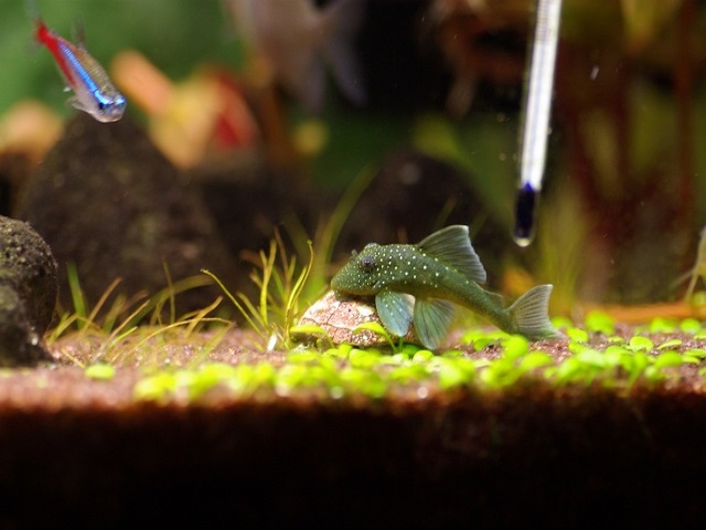 水草水槽の底で休むプレコと泳ぐネオンテトラの仲間