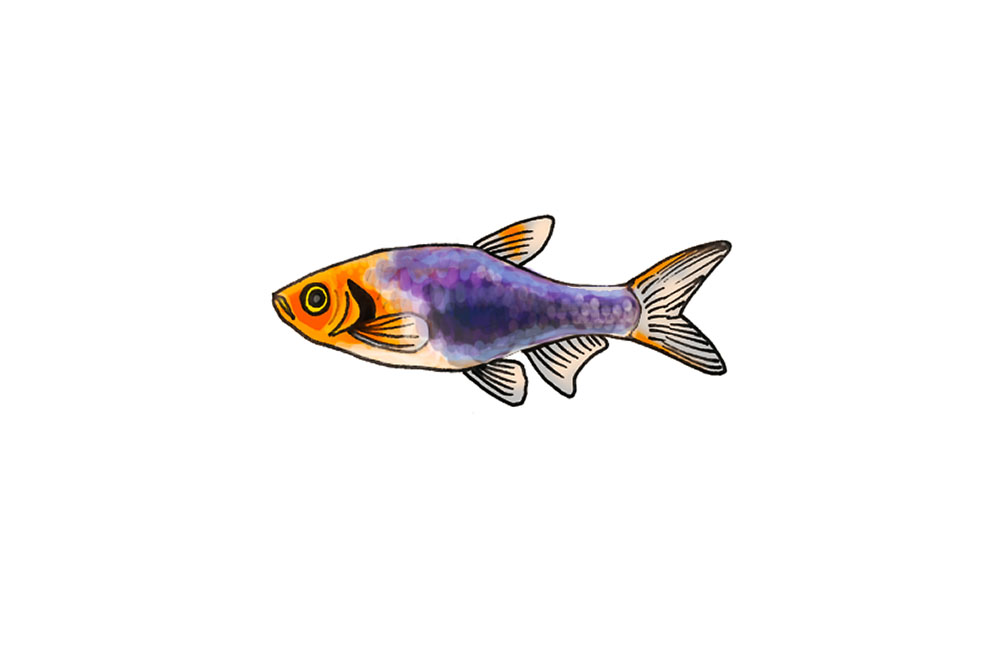 紫色の体色とオレンジ色の頭部を持つ熱帯魚のイラスト