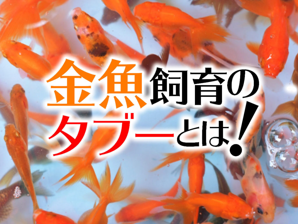 金魚飼育でやってはいけないこと7選！タブーの理由も解説！意外なNGとはのサムネイル画像