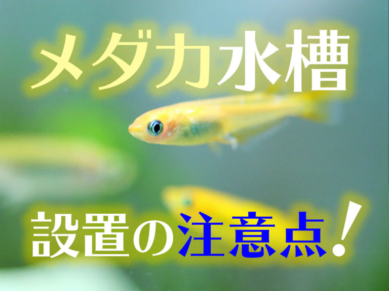 メダカ水槽設置の注意点の文字と泳ぐメダカの見出し画像