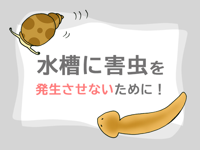 水槽に害虫を発生させないために!の文字と貝のイラスト