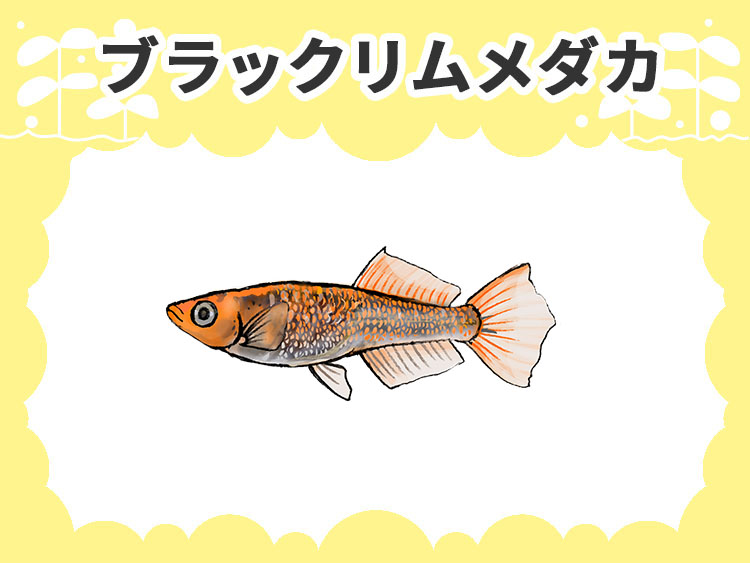 ブラックリムメダカのサムネイル画像