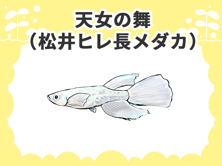 天女の舞（松井ヒレ長メダカ）と書かれたメダカのイラスト
