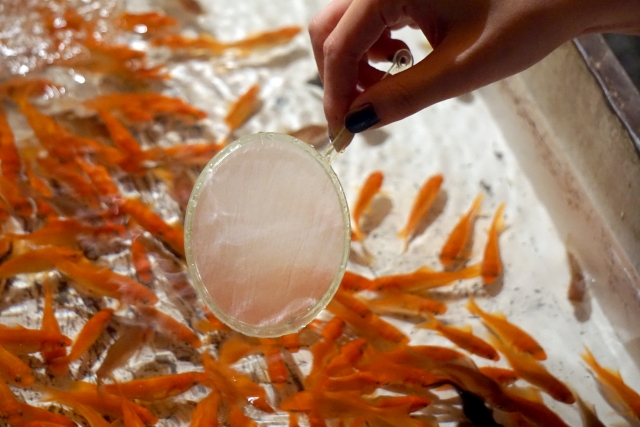 ポイを手に持ち水槽で泳ぐ金魚を掬う金魚すくい