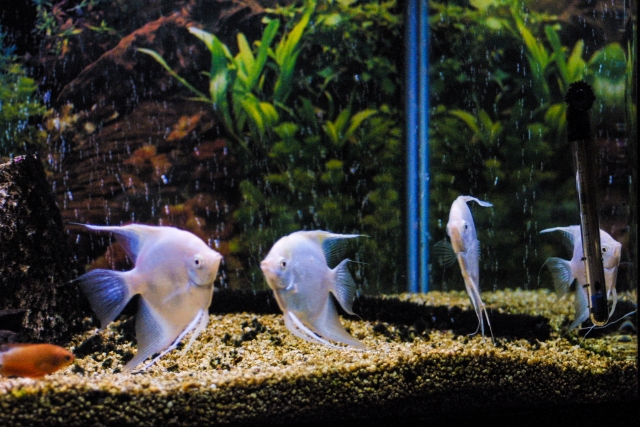 水草を背景に泳ぐ白いエンゼルフィッシュと底砂の熱帯魚水槽