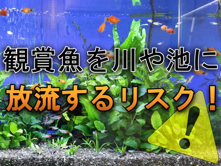 観賞魚を川や池に放流するリスク!自然の河川へ放してはいけない理由!のサムネイル画像