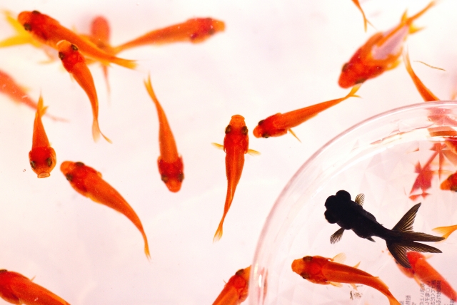 水槽内を泳ぐ赤い金魚の群れと一匹の黒い出目金