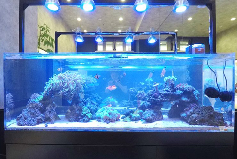 青い照明に照らされたサンゴと海水魚の大型水槽