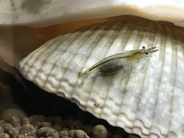 白い貝殻の上にいる抱卵したヌマエビの仲間