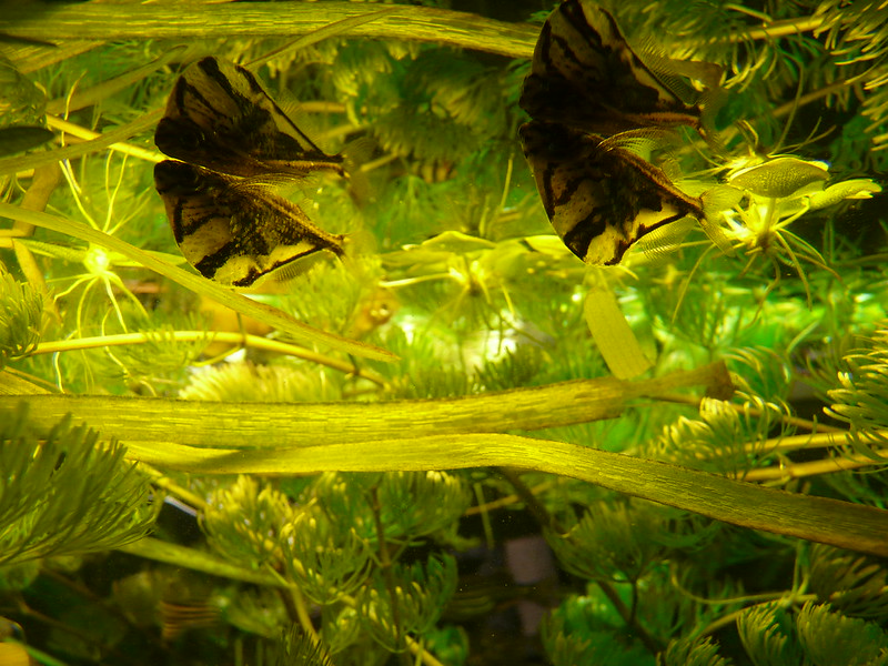 水草の茂みを泳ぐハチェットの仲間と水面に映る魚影