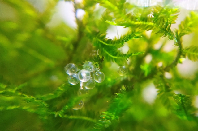 水草に付着した透明で丸い魚の卵の塊
