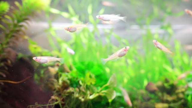 水草が茂る水槽内を泳ぐ数匹のメダカの群れ
