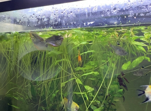 水草が茂る水槽内を泳ぐ熱帯魚と浮き草の長い根