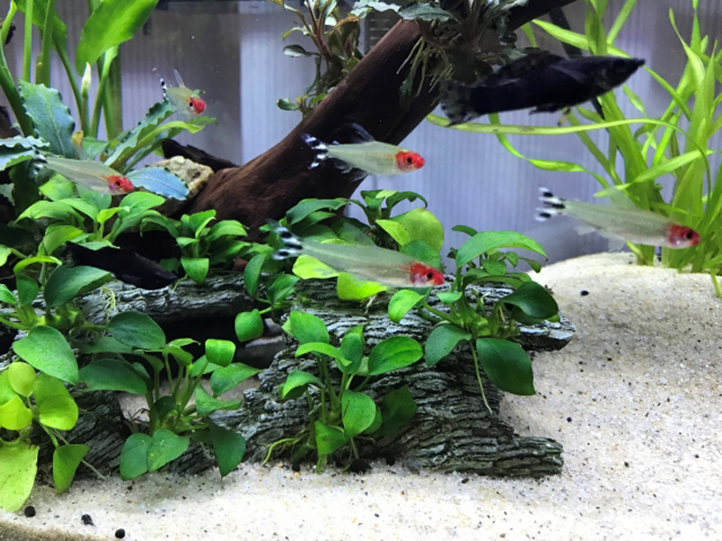 水草と流木が配置された水槽を泳ぐ小型カラシン類と黒い魚