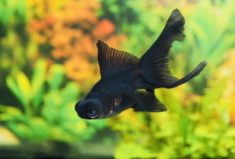 水草を背景に泳ぐ黒い出目金形状の金魚