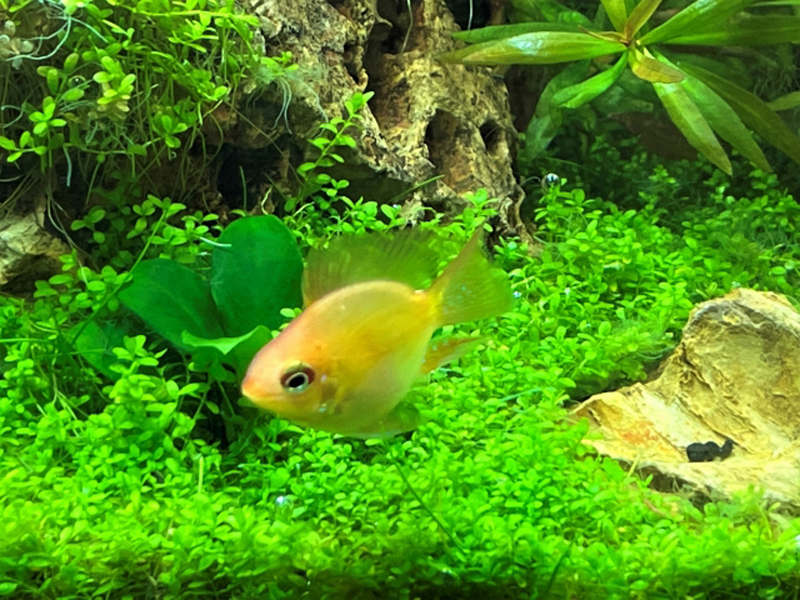 水草の絨毯の上を泳ぐ黄色い熱帯魚と水槽内の石の景観