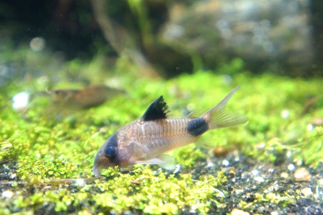 水草の上を泳ぐコリドラスの仲間と背後のエビ
