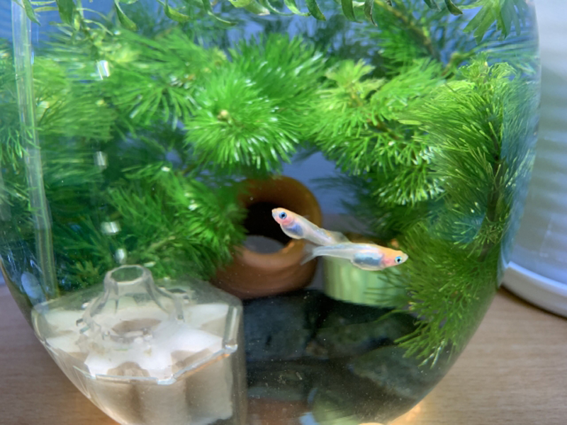 水草と投げ込み式フィルターを入れた鉢で泳ぐメダカ