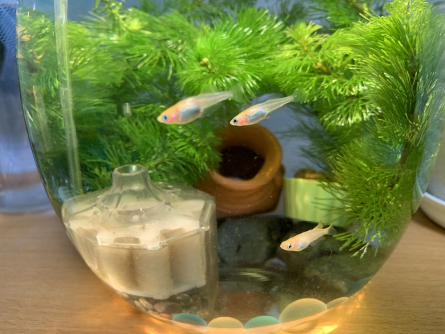 水草と投げ込み式フィルターを入れた鉢で泳ぐメダカ