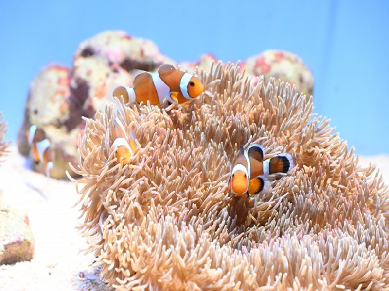 イソギンチャクに集まるクマノミと水槽内のライブロック