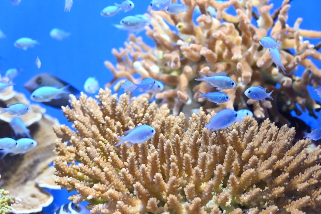 サンゴ礁を泳ぐ青い熱帯魚の群れと茶色のサンゴ