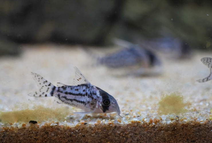 砂底で餌を探すコリドラスの仲間と水槽底面の砂地