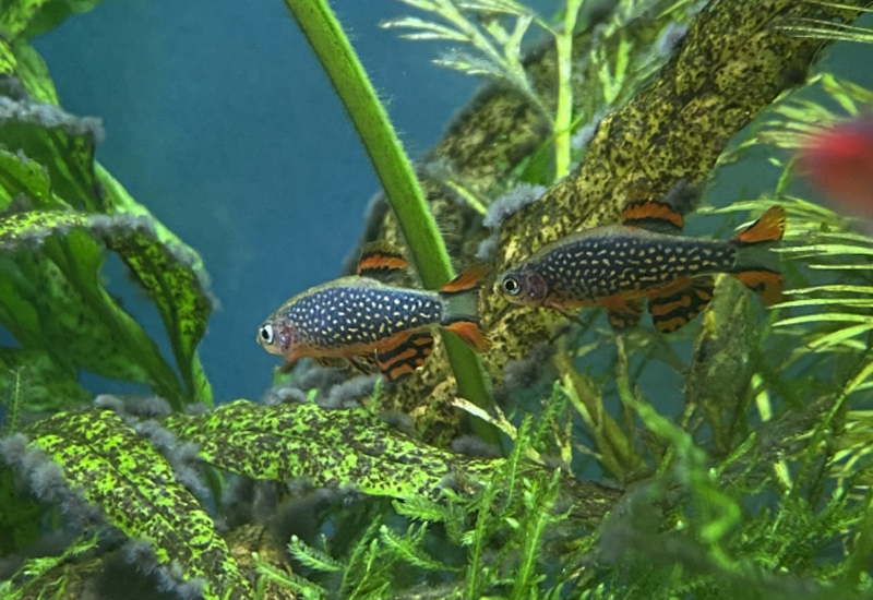 水草の間を泳ぐ斑点模様の小型熱帯魚2匹