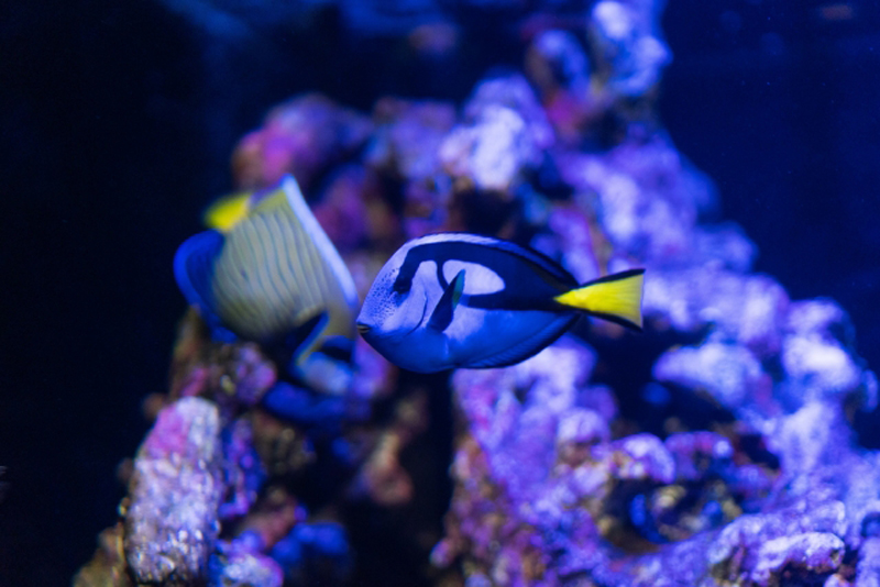 ライブロックの前を泳ぐナンヨウハギと海水魚の群れ