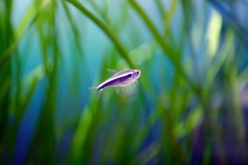 水草の間を泳ぐ小型カラシンの仲間と緑色の水草背景