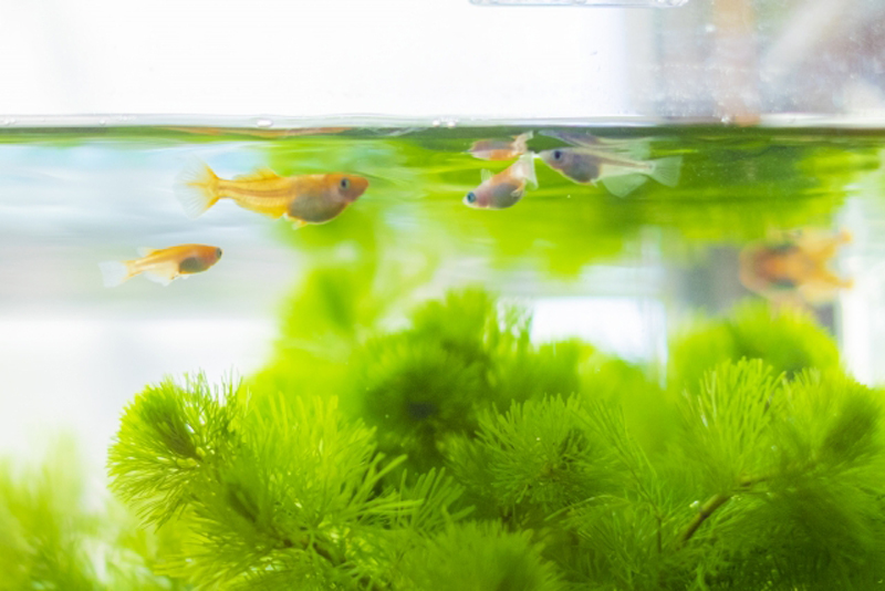 水草の上を泳ぐ数匹のメダカと水面に映る魚影