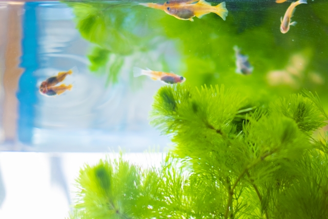 水草の茂る水槽内を泳ぐ数匹のメダカと水面の反射