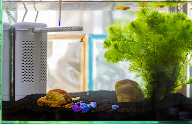 水草とメダカと投げ込み式フィルターを設置した水槽内
