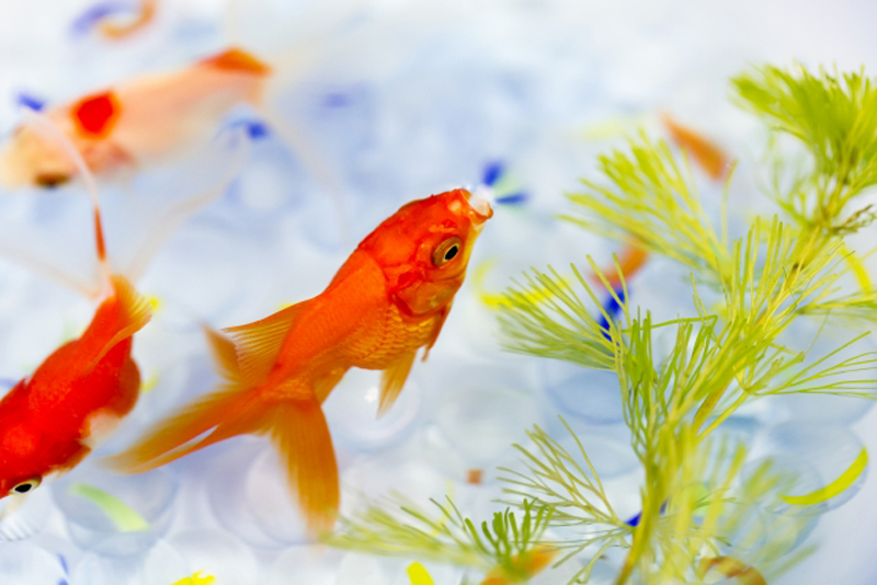 水草の側を泳ぐ赤い金魚と白い底砂利の風景