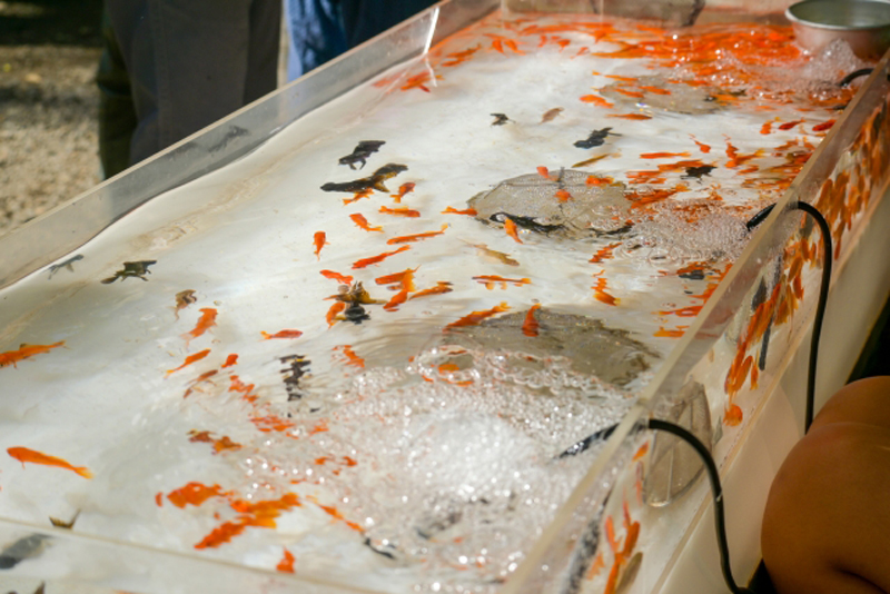 金魚すくいの水槽で泳ぐ赤や黒の金魚と水面の気泡