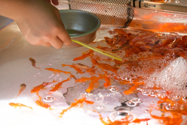 ポイを使い水槽で金魚すくいをする人の手元