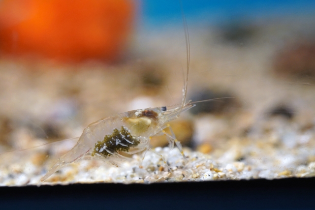 砂利の上で卵を抱える透明な淡水エビの仲間